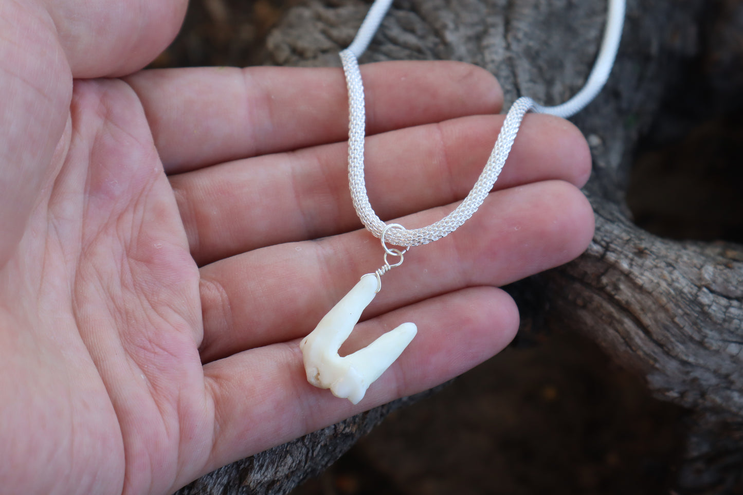 Gray Wolf Tooth Necklace