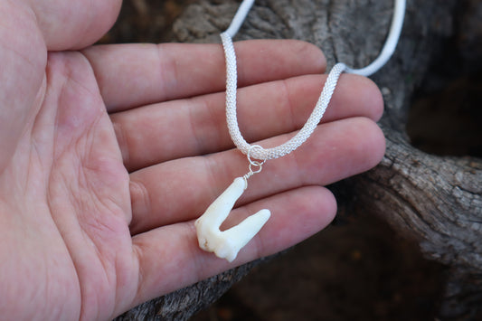 Gray Wolf Tooth Necklace