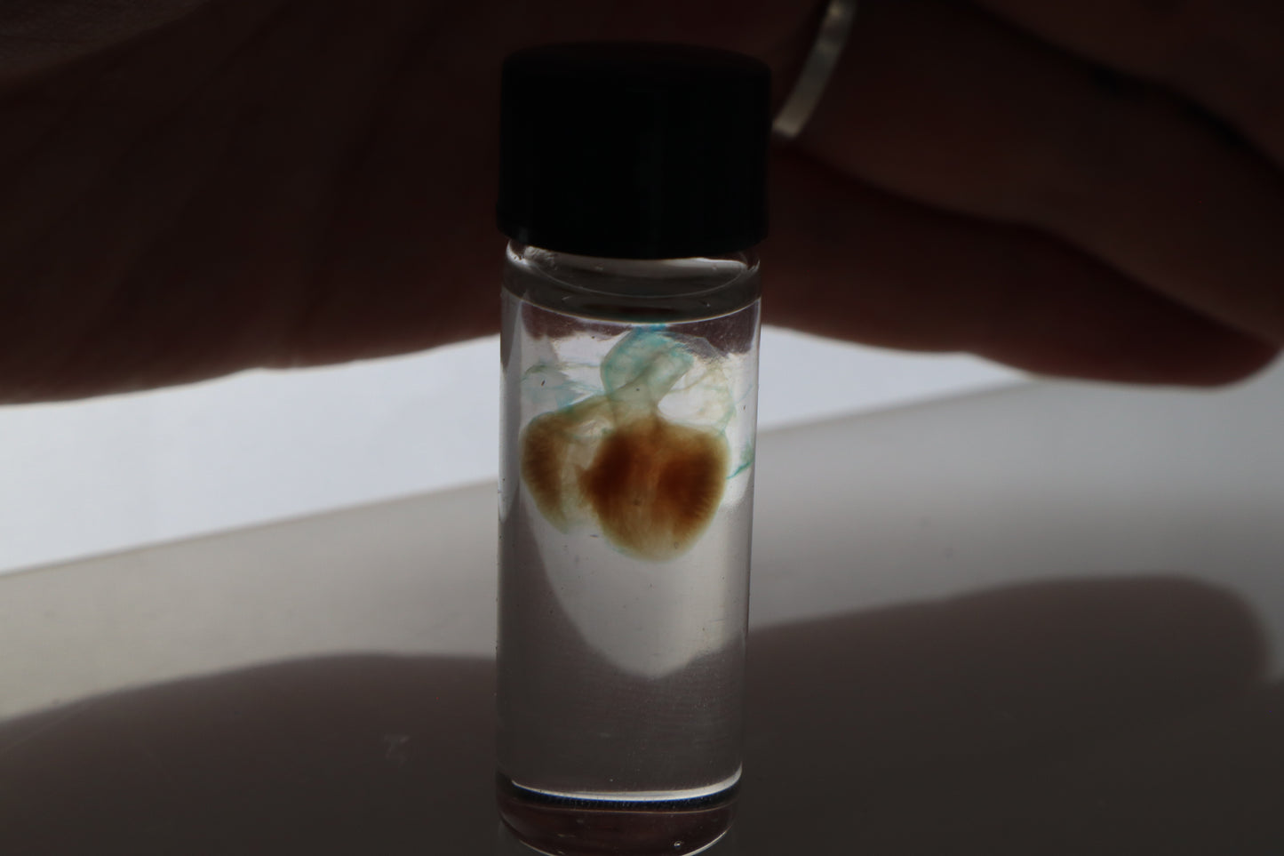 Diaphonized Fetal Coyote Heart