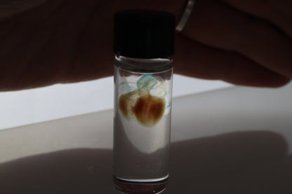 Diaphonized Fetal Coyote Heart