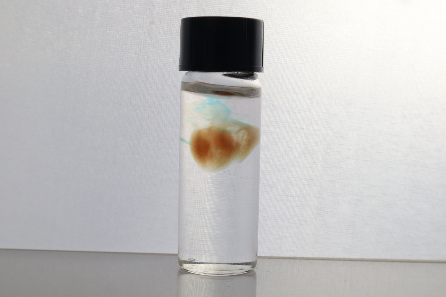 Diaphonized Fetal Coyote Heart
