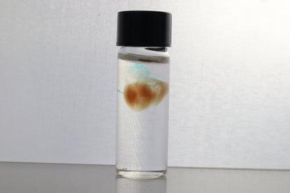 Diaphonized Fetal Coyote Heart