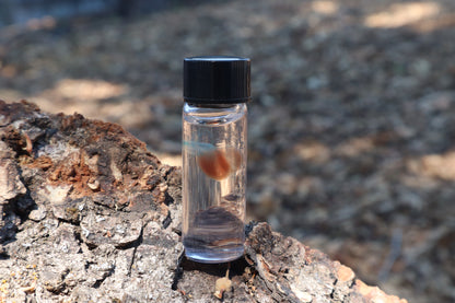 Diaphonized Fetal Coyote Heart