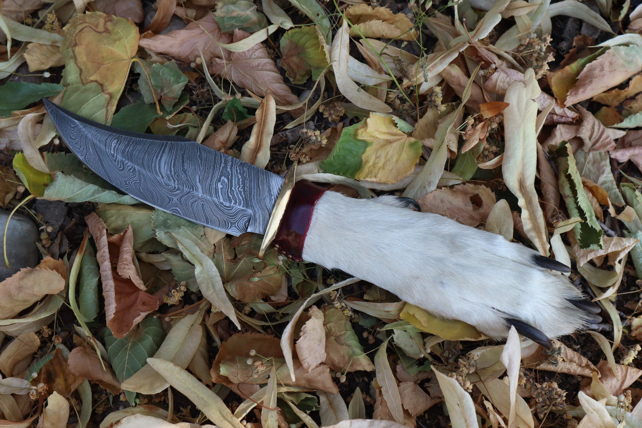 Damascus Gray Wolf Paw Knife with Celtic Wolf Sheath