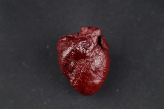 Dry Preserved Raccoon Heart