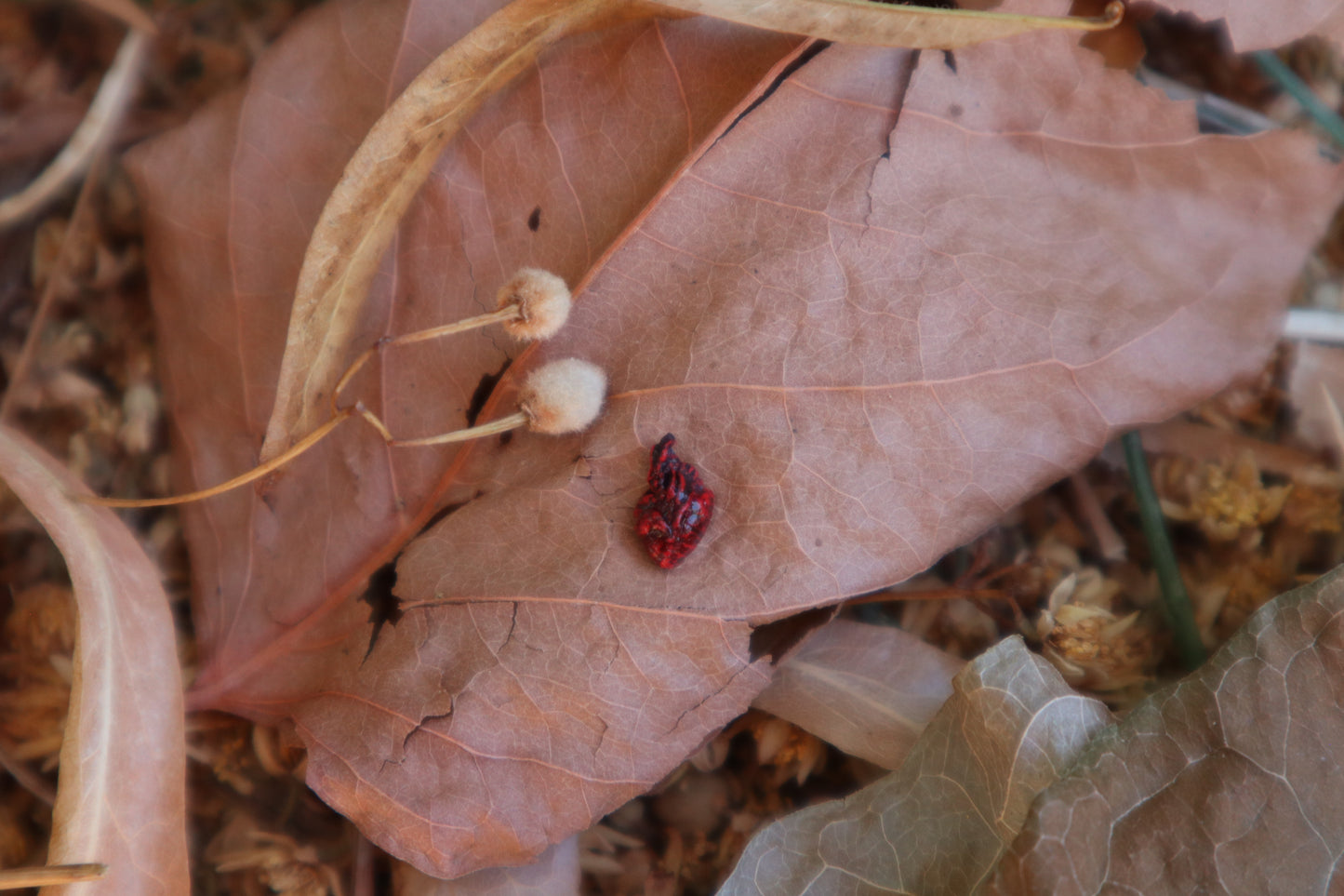 Dry Preserved Baby English Sparrow Heart