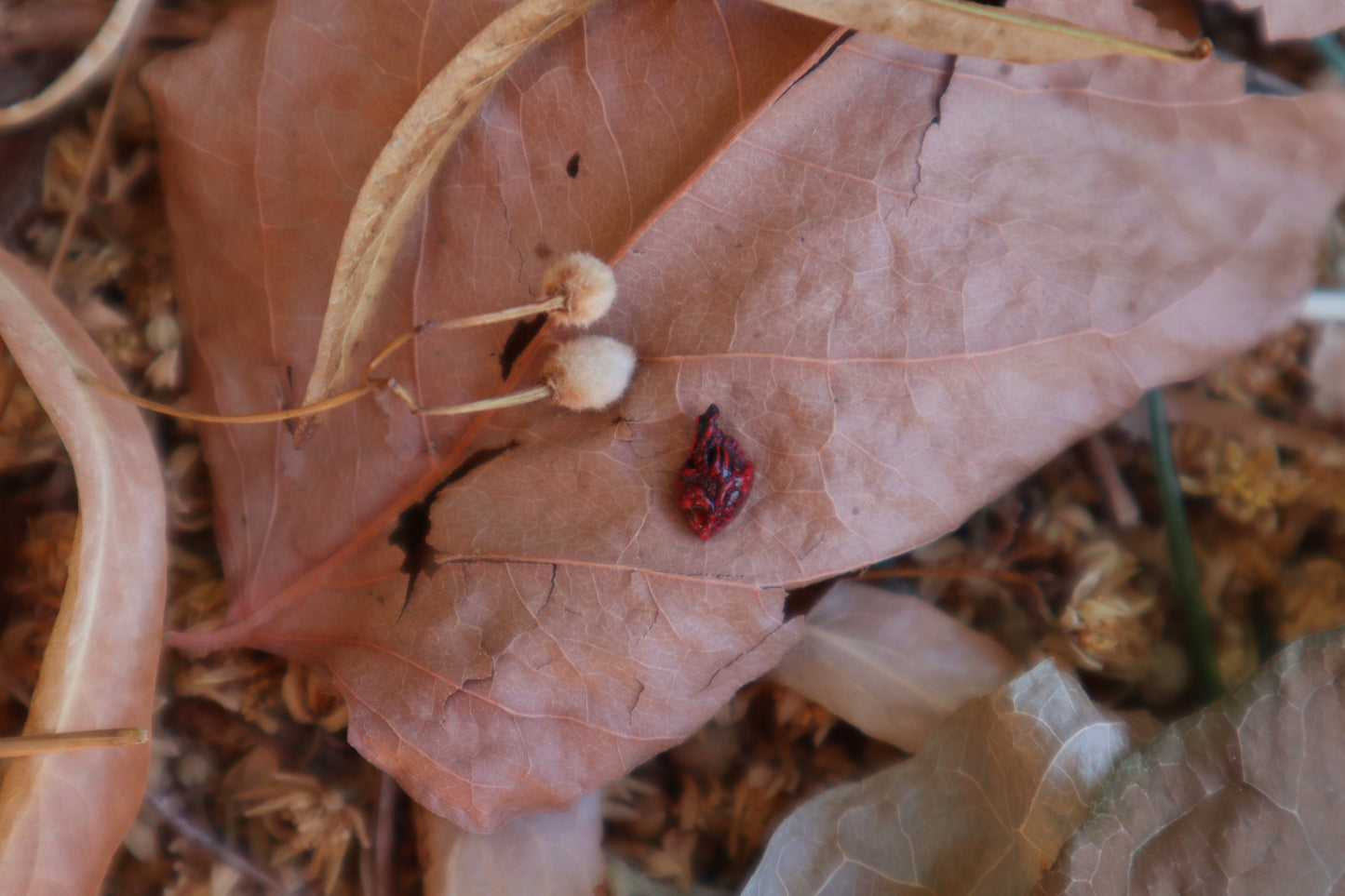 Dry Preserved Baby English Sparrow Heart