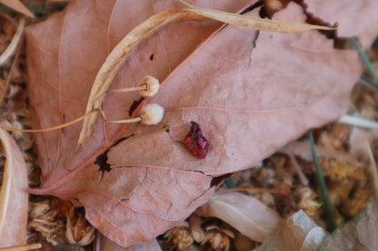 Dry Preserved Baby English Sparrow Heart