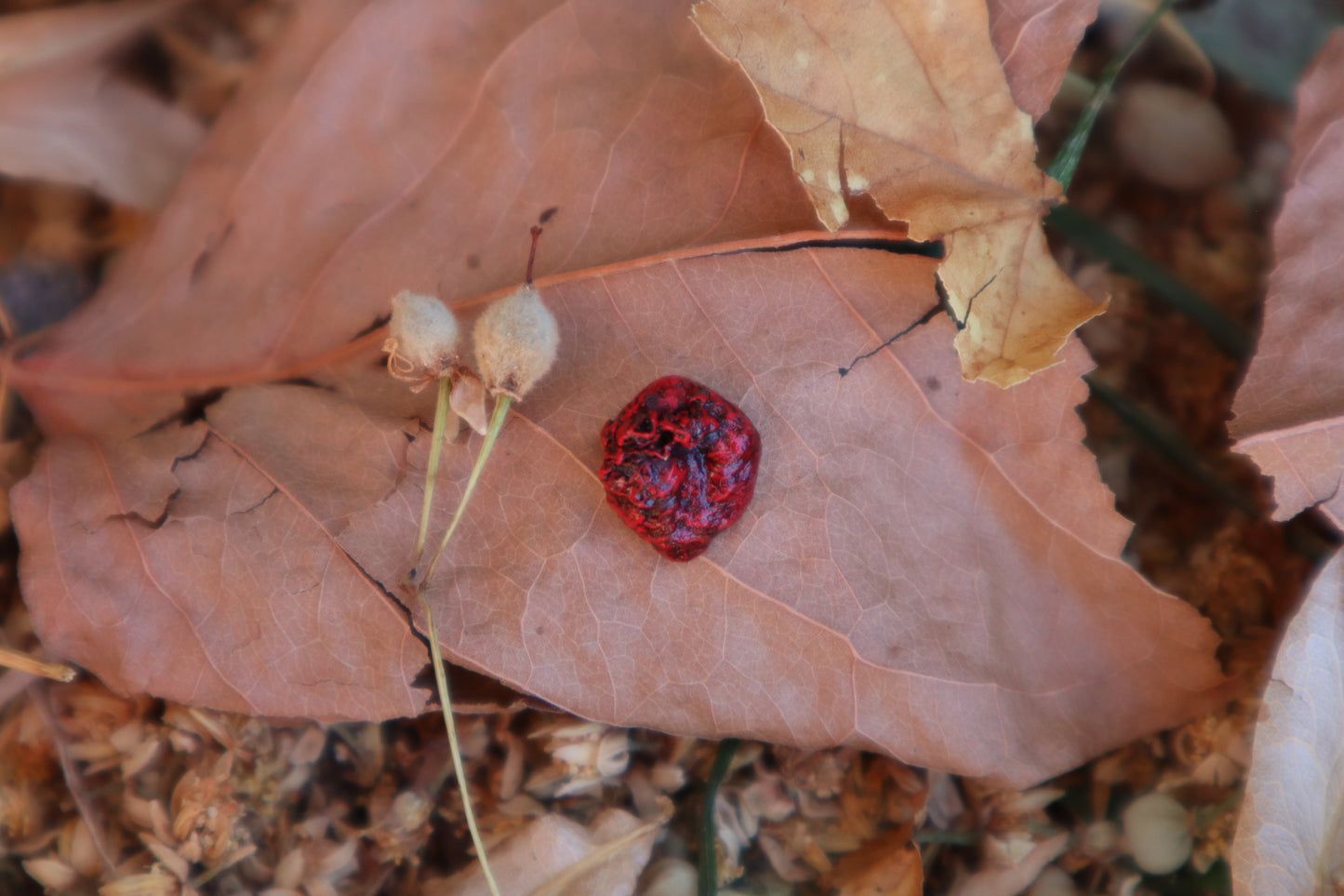 Dry Preserved Fetal Bobcat Heart