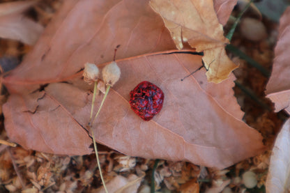Dry Preserved Fetal Bobcat Heart