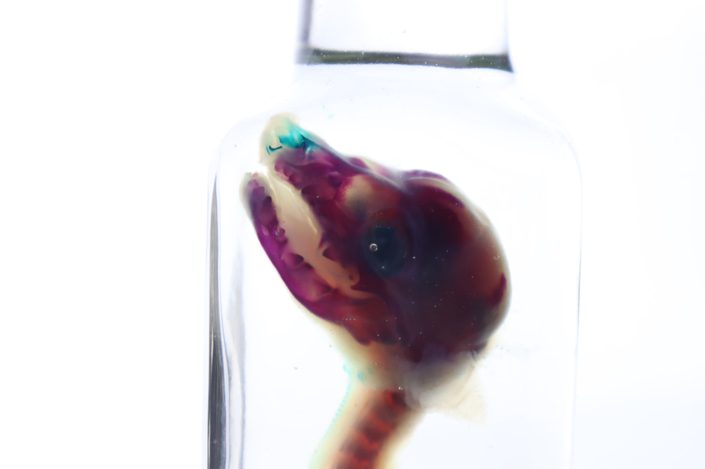 Diaphonized Baby Red Fox