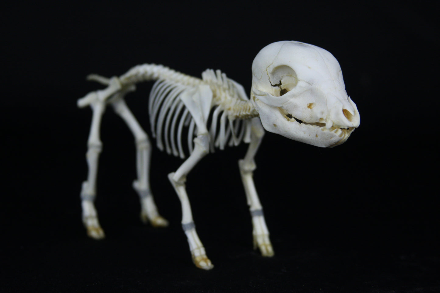 Fetal Pig Articulation