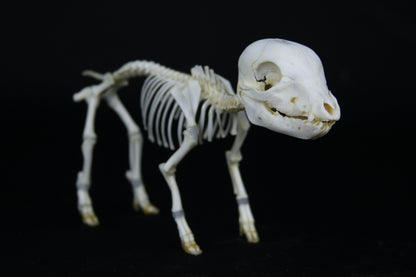 Fetal Pig Articulation