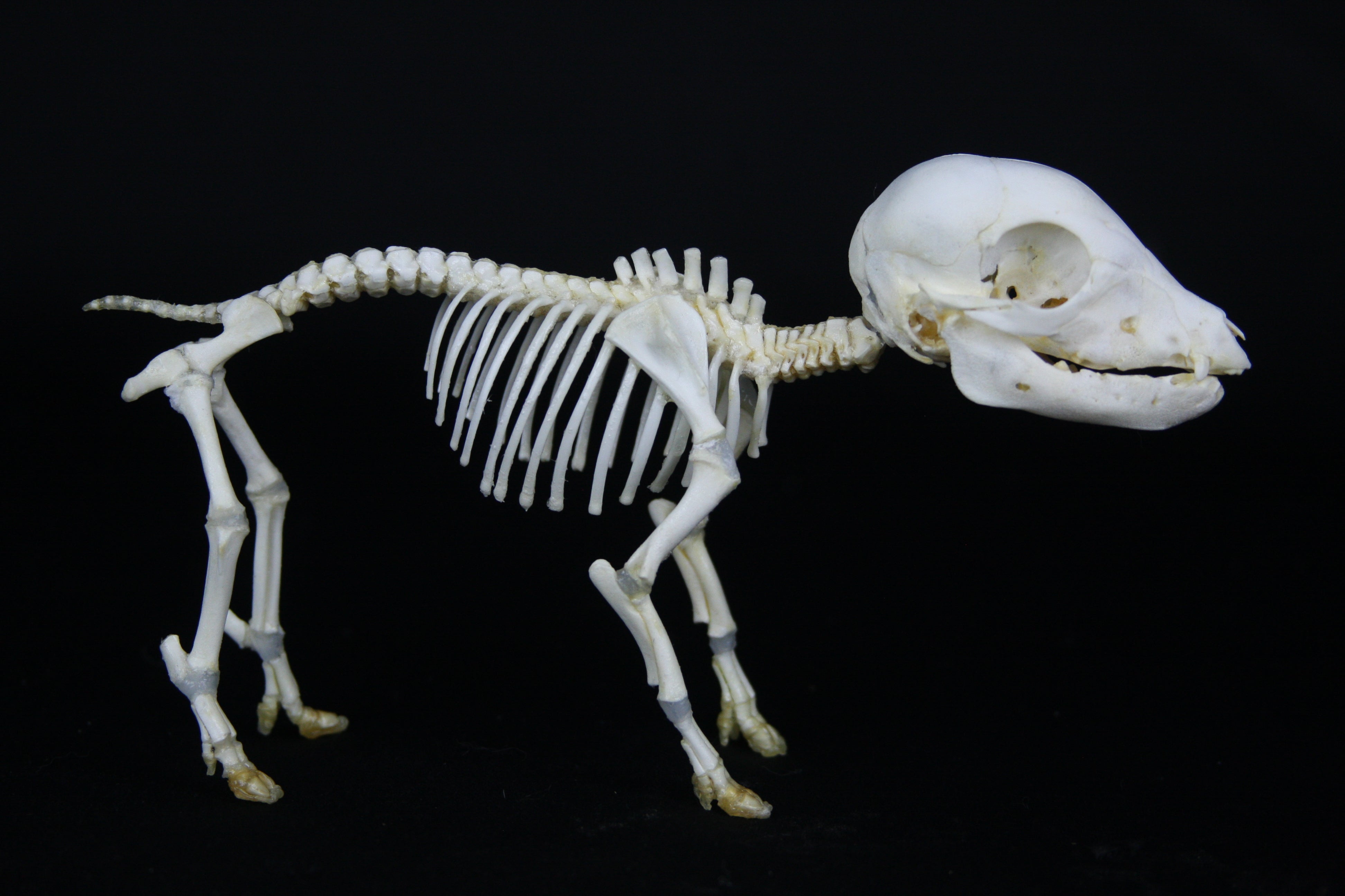 Fetal Pig Articulation – Freyja's Forest