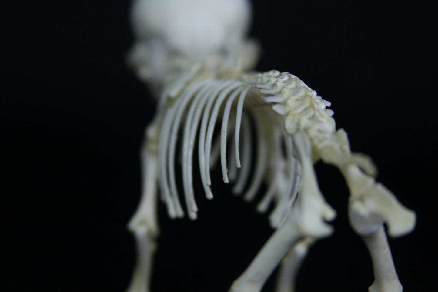 Fetal Pig Articulation