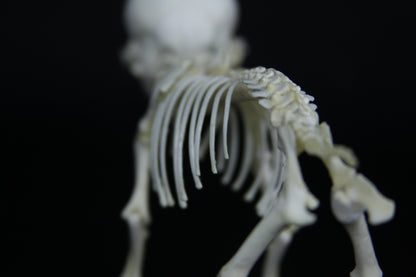 Fetal Pig Articulation