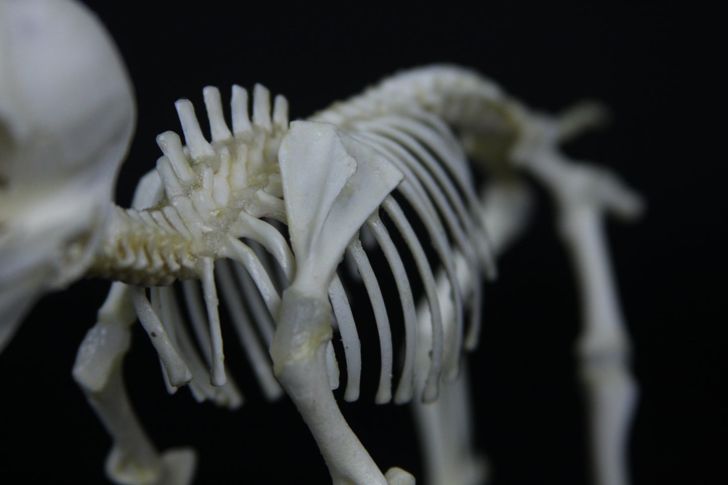 Fetal Pig Articulation