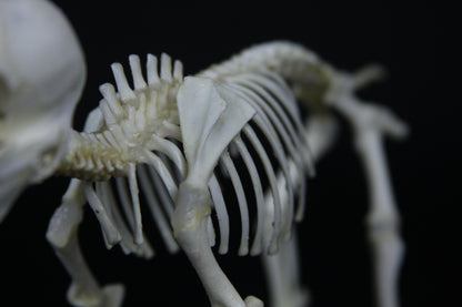 Fetal Pig Articulation