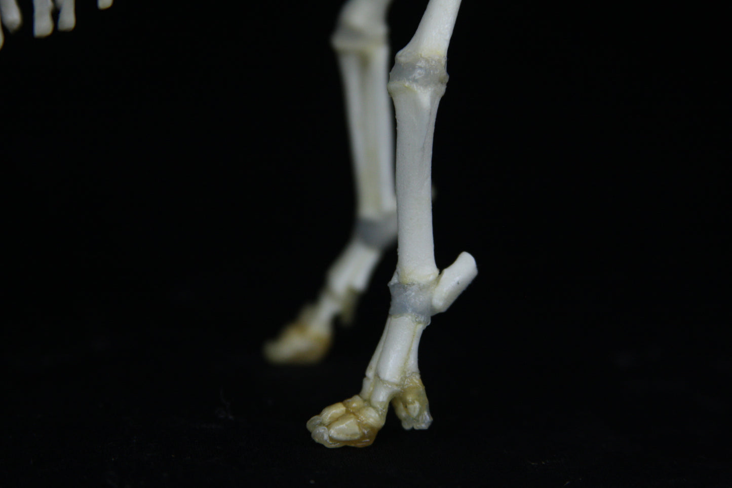 Fetal Pig Articulation