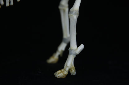 Fetal Pig Articulation
