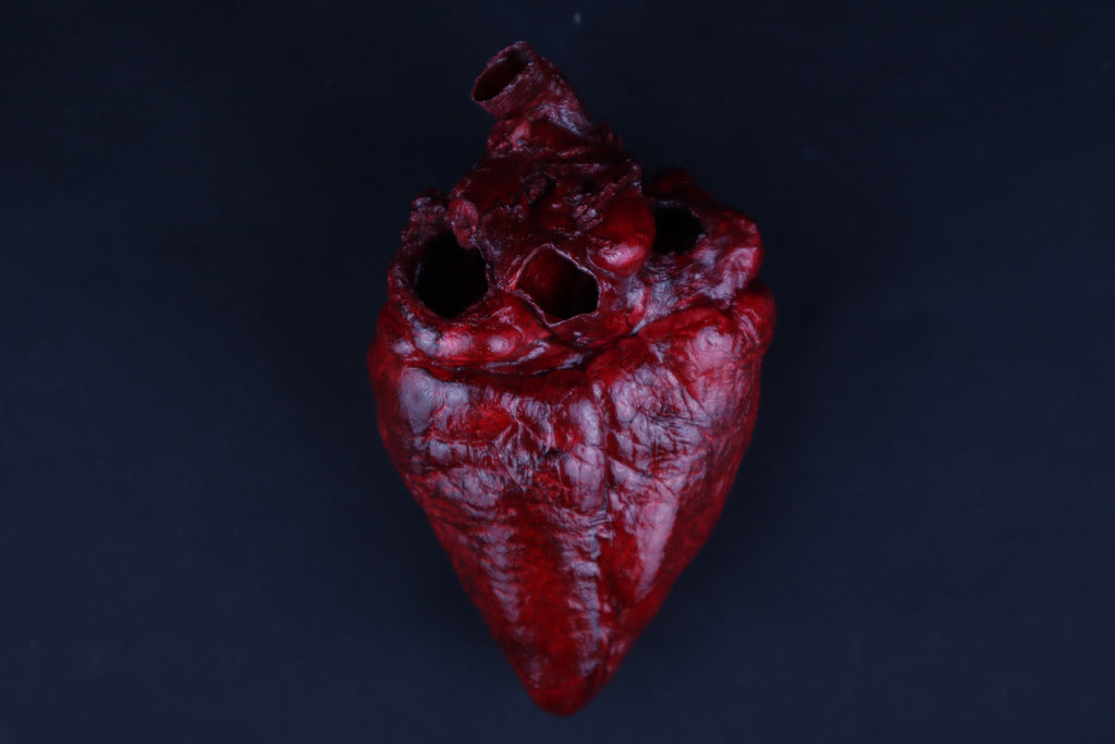 Dry Preserved Whitetail Deer Heart - Painted