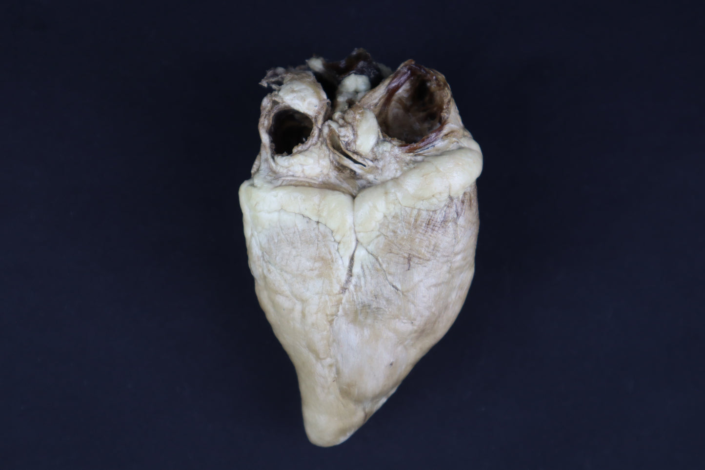 Dry Preserved Whitetail Button Buck Deer Heart - Natural Color