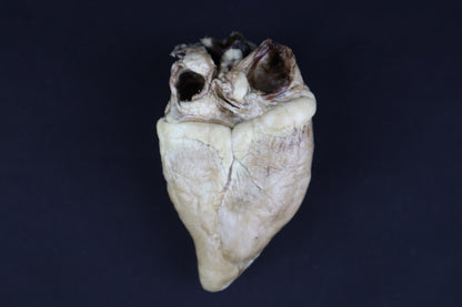 Dry Preserved Whitetail Button Buck Deer Heart - Natural Color