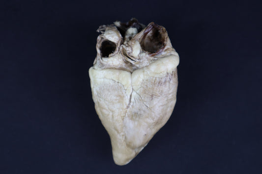 Dry Preserved Whitetail Button Buck Deer Heart - Natural Color