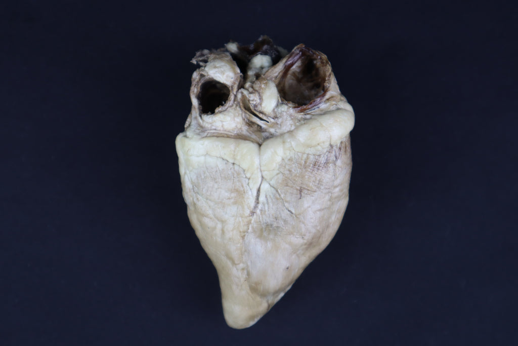 Dry Preserved Whitetail Button Buck Deer Heart - Natural Color