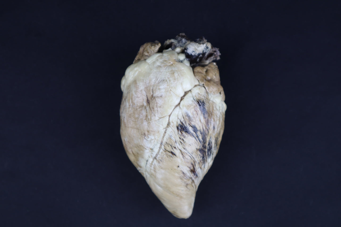 Dry Preserved Whitetail Button Buck Deer Heart - Natural Color