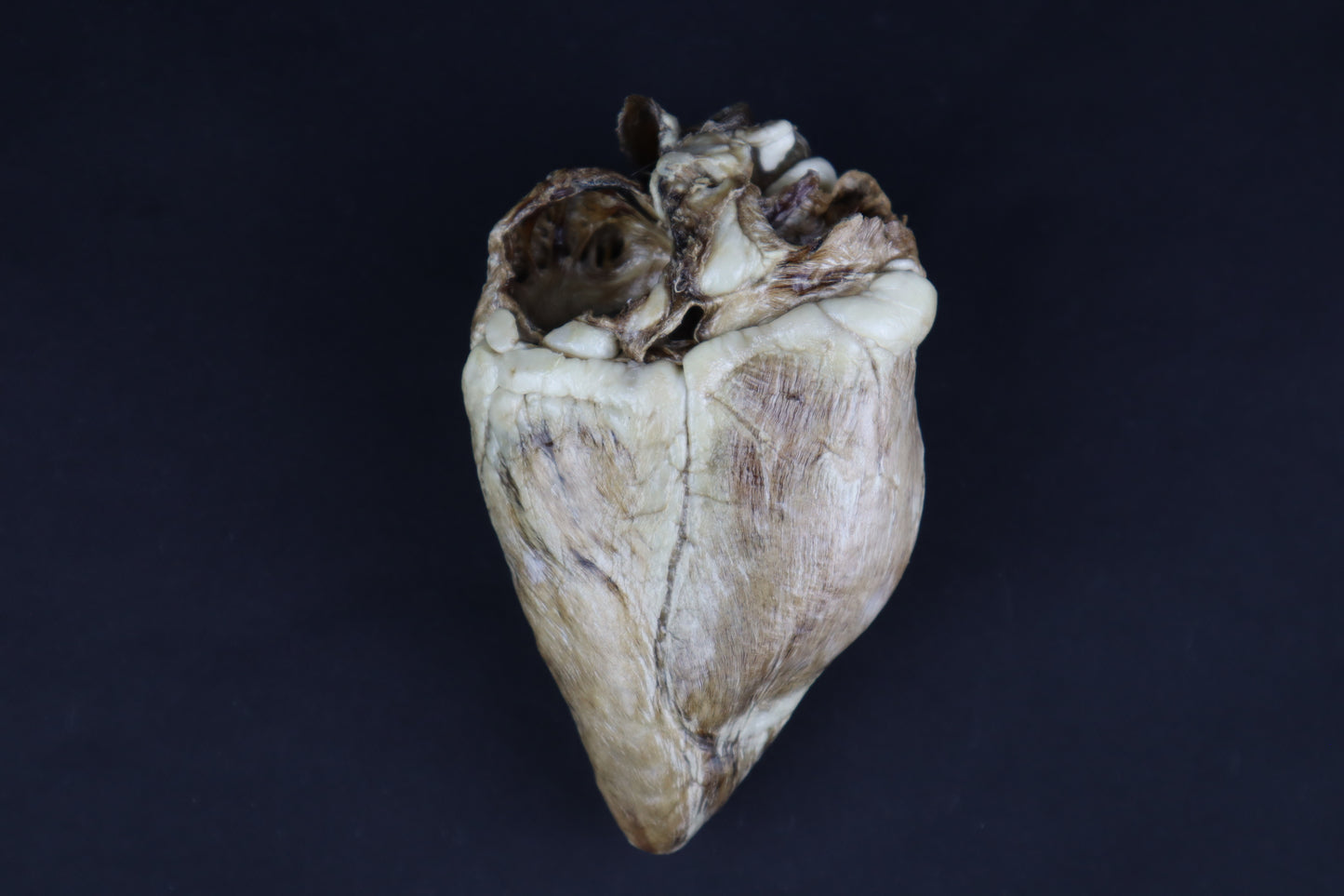 Dry Preserved Whitetail Deer Heart - Natural Color