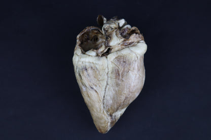 Dry Preserved Whitetail Deer Heart - Natural Color
