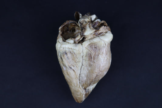 Dry Preserved Whitetail Deer Heart - Natural Color