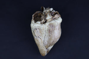 Dry Preserved Whitetail Deer Heart - Natural Color