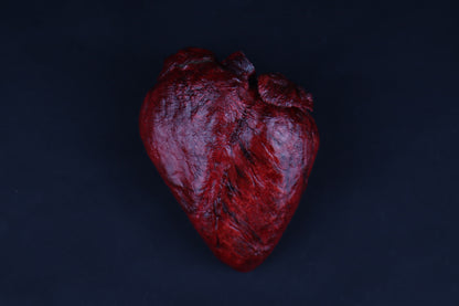 Dry Preserved Whitetail Deer Heart - Painted
