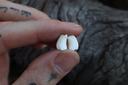 Gray Wolf Bone Stud Earrings