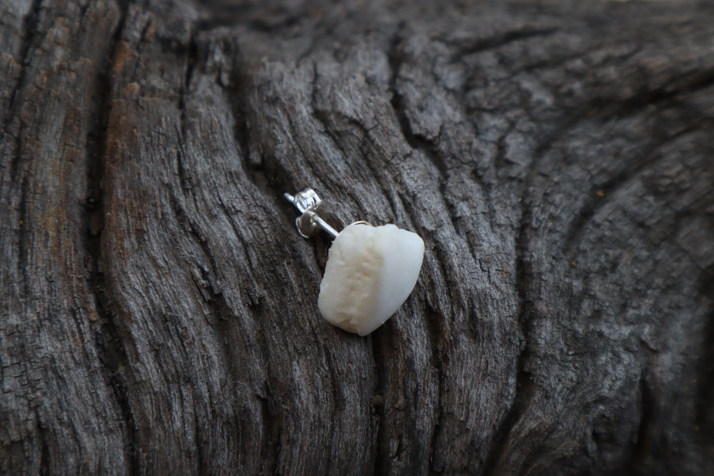 Gray Wolf Bone Stud Earring