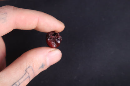 Dry Preserved Baby Beaver Heart
