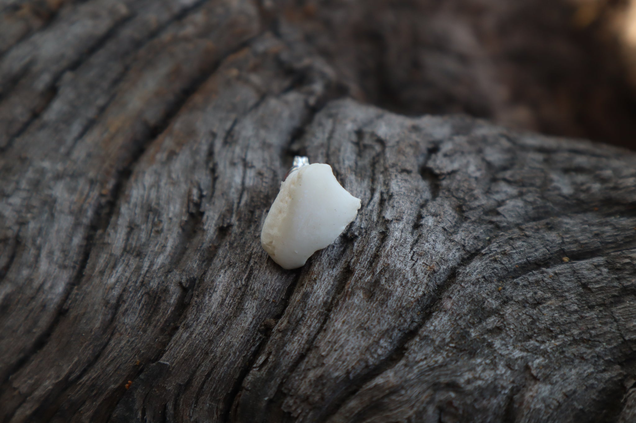 Gray Wolf Bone Stud Earring