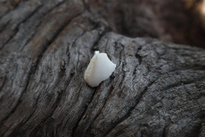 Gray Wolf Bone Stud Earring