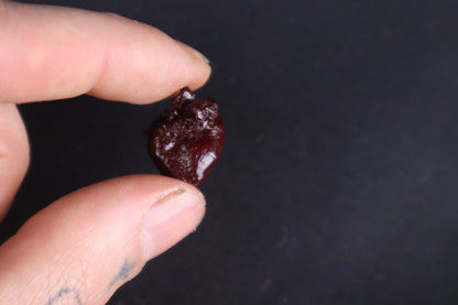 Dry Preserved Baby Beaver Heart