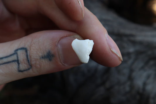Gray Wolf Bone Stud Earring