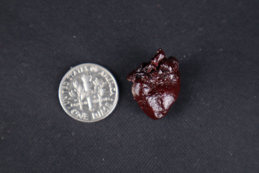 Dry Preserved Baby Beaver Heart