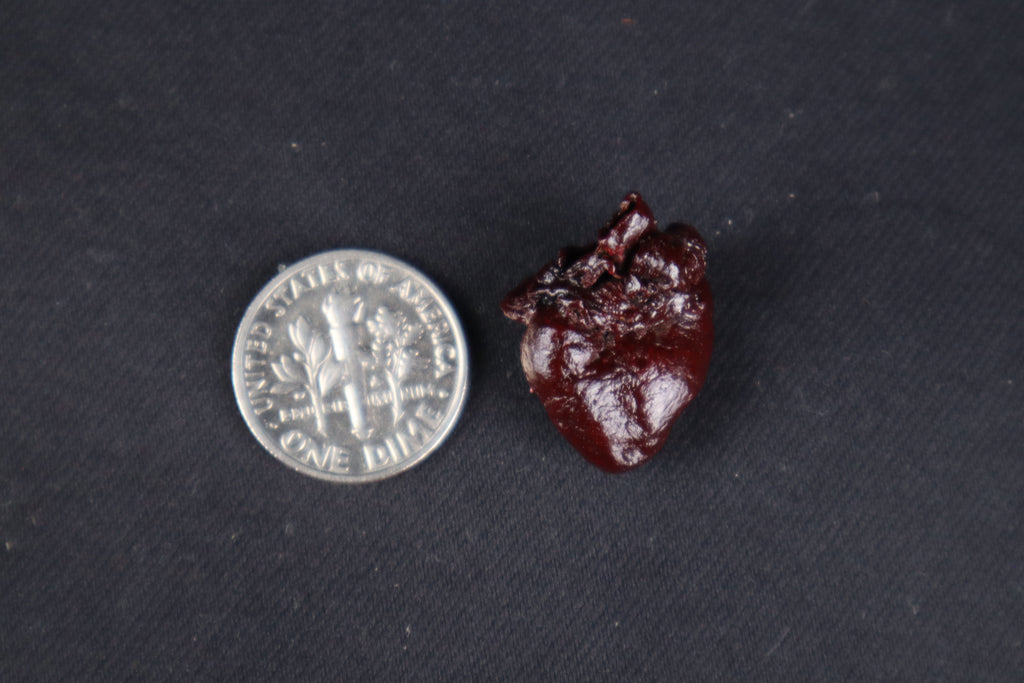 Dry Preserved Baby Beaver Heart