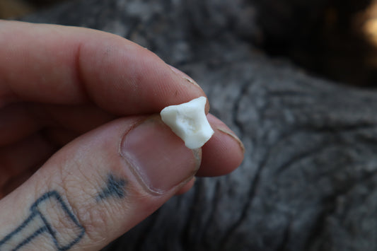 Gray Wolf Bone Stud Earring