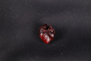 Dry Preserved Baby Beaver Heart
