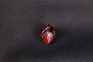 Dry Preserved Baby Beaver Heart