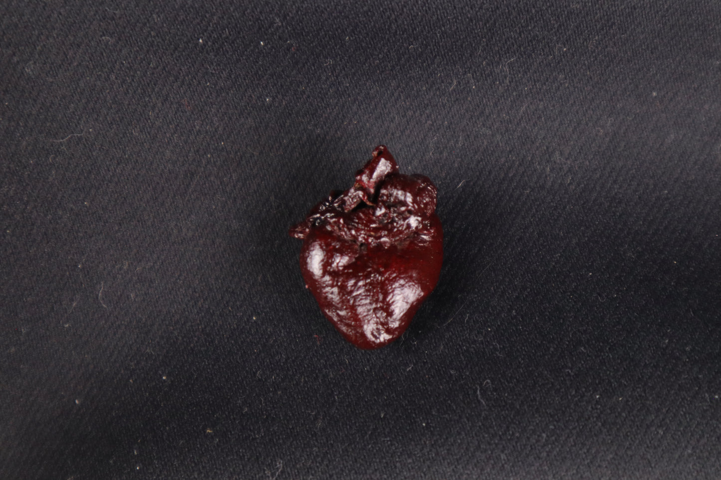 Dry Preserved Baby Beaver Heart