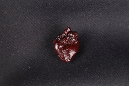 Dry Preserved Baby Beaver Heart