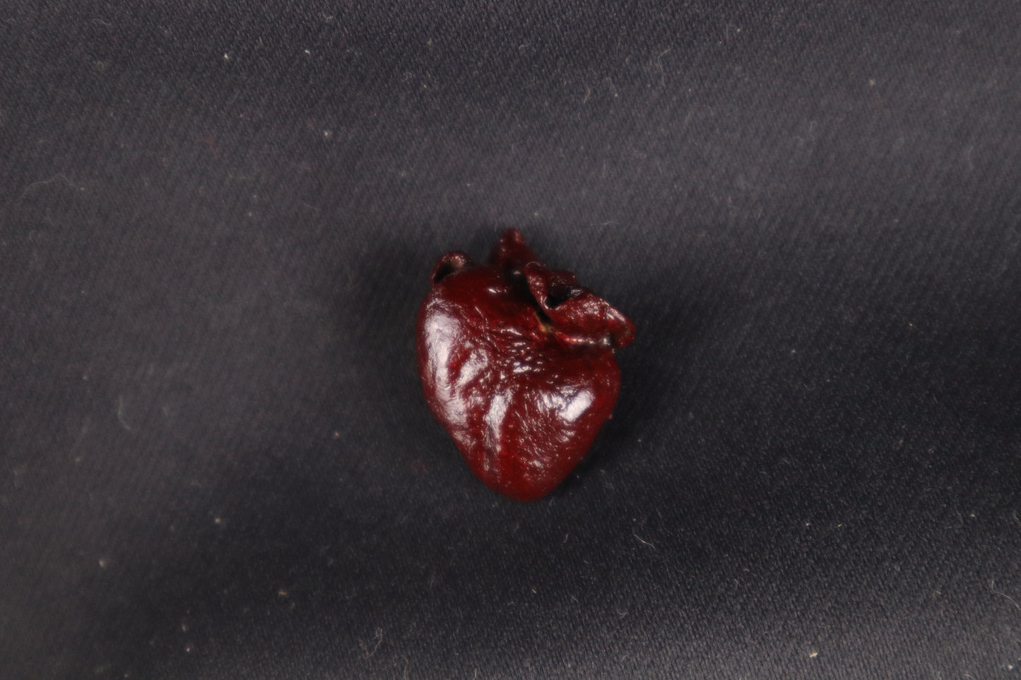 Dry Preserved Baby Beaver Heart
